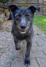 BLACKY, Hund, Mischlingshund in Reilingen - Bild 1