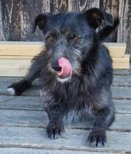 BLACKY, Hund, Mischlingshund in Reilingen - Bild 2