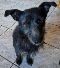 BLACKY, Hund, Mischlingshund in Reilingen - Bild 3