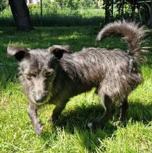 BLACKY, Hund, Mischlingshund in Reilingen - Bild 4