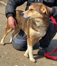 LONA, Hund, Mischlingshund in Rumänien