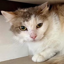 PASCUA, Katze, Europäisch Kurzhaar in Spanien - Bild 1