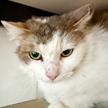 PASCUA, Katze, Europäisch Kurzhaar in Spanien - Bild 2