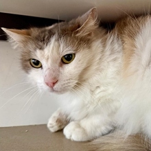 PASCUA, Katze, Europäisch Kurzhaar in Spanien - Bild 3