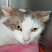 PASCUA, Katze, Europäisch Kurzhaar in Spanien - Bild 4