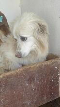 FLOCKE, Hund, Mischlingshund in Rumänien - Bild 1