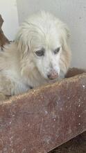 FLOCKE, Hund, Mischlingshund in Rumänien - Bild 3