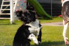 KESSY, Hund, Mischlingshund in Kipfenberg - Bild 1