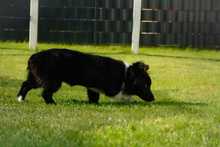 KESSY, Hund, Mischlingshund in Kipfenberg - Bild 2