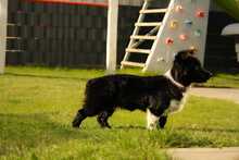KESSY, Hund, Mischlingshund in Kipfenberg - Bild 3