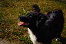 KESSY, Hund, Mischlingshund in Kipfenberg - Bild 4