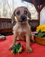 MOKA, Hund, Mischlingshund in Ungarn - Bild 10