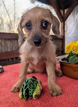 MOKA, Hund, Mischlingshund in Ungarn - Bild 11
