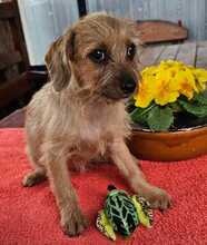 MOKA, Hund, Mischlingshund in Ungarn - Bild 12
