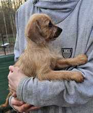 MOKA, Hund, Mischlingshund in Ungarn - Bild 13