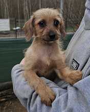 MOKA, Hund, Mischlingshund in Ungarn - Bild 14