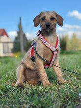 MOKA, Hund, Mischlingshund in Ungarn - Bild 2