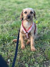 MOKA, Hund, Mischlingshund in Ungarn - Bild 3