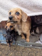 MOKA, Hund, Mischlingshund in Ungarn - Bild 6