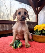 MOKA, Hund, Mischlingshund in Ungarn - Bild 8