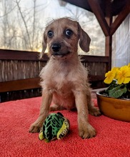 MOKA, Hund, Mischlingshund in Ungarn - Bild 9