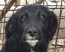 KABO, Hund, Mischlingshund in Rumänien - Bild 1