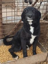 KABO, Hund, Mischlingshund in Rumänien - Bild 4