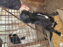 KABO, Hund, Mischlingshund in Rumänien - Bild 6