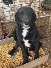 KABO, Hund, Mischlingshund in Rumänien - Bild 7