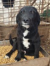 KABO, Hund, Mischlingshund in Rumänien - Bild 8