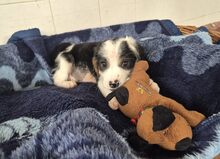 MILLY, Hund, Mischlingshund in Griechenland - Bild 1