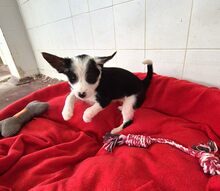 MILLY, Hund, Mischlingshund in Griechenland - Bild 11