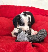 MILLY, Hund, Mischlingshund in Griechenland - Bild 2