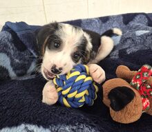 MILLY, Hund, Mischlingshund in Griechenland - Bild 3