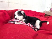 MILLY, Hund, Mischlingshund in Griechenland - Bild 7