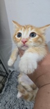 SILKY, Katze, Europäisch Kurzhaar in Zypern - Bild 1