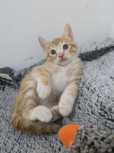 SILKY, Katze, Europäisch Kurzhaar in Zypern - Bild 2