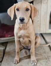 FARA, Hund, Mischlingshund in Ungarn - Bild 1