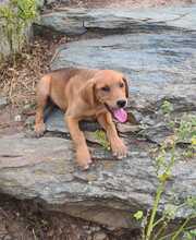 FARA, Hund, Mischlingshund in Ungarn - Bild 10