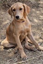 FARA, Hund, Mischlingshund in Ungarn - Bild 3