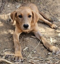FARA, Hund, Mischlingshund in Ungarn - Bild 4