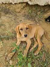FARA, Hund, Mischlingshund in Ungarn - Bild 6