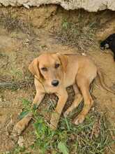 FARA, Hund, Mischlingshund in Ungarn - Bild 7