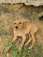 FARA, Hund, Mischlingshund in Ungarn - Bild 8
