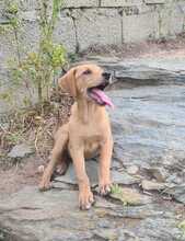 FARA, Hund, Mischlingshund in Ungarn - Bild 9