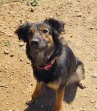 LINDA, Hund, Mischlingshund in Spanien