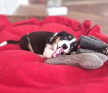 MARGIE, Hund, Mischlingshund in Griechenland - Bild 1