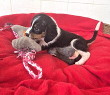 MARGIE, Hund, Mischlingshund in Griechenland - Bild 2