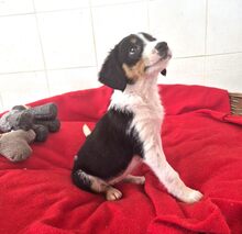 MARGIE, Hund, Mischlingshund in Griechenland - Bild 4