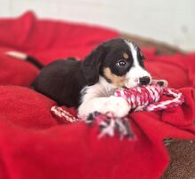 MARGIE, Hund, Mischlingshund in Griechenland - Bild 5